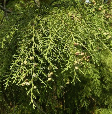 Hänge Scheinzypresse Intertexta 80-100cm - Chamaecyparis obtusa