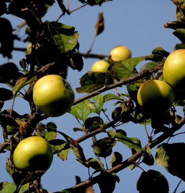 Apfelbaum Königsrenette 60-80cm - feinwürzig und edel