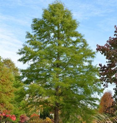 Sumpfzypresse 80-100cm - Taxodium distichum