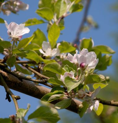 Apfelbaum Laxrons SuperB 60-80cm - fest und feinwürzig