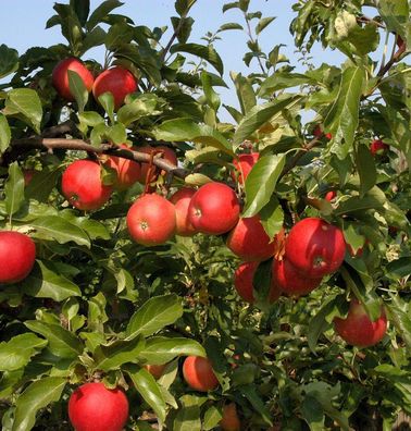 Apfelbaum Melrose 60-80cm - feinwürzig und fest