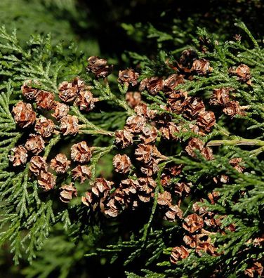 Blaue Heckenzypresse Alumii 100-125cm - Chamaecyparis lawsoniana