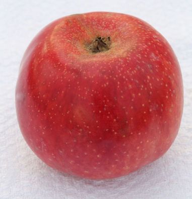 Apfelbaum Pfirsichroter 60-80cm - knackig