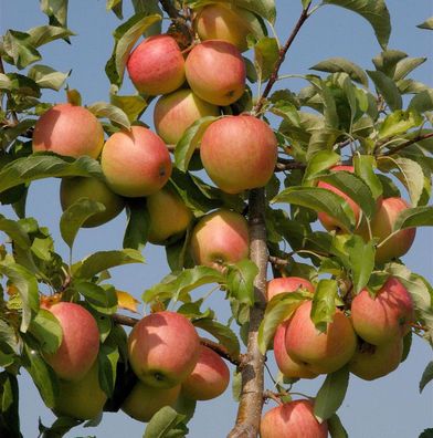 Apfelbaum Pinova 60-80cm - süßsäuerlich und fest