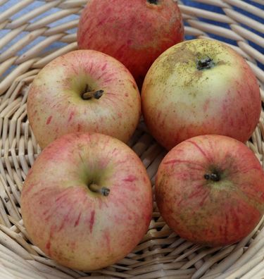 Apfelbaum Pison 60-80cm - fest und sauer