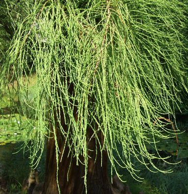 Hochstamm Sumpfzypresse Cascade Falls 100-125cm - Taxodium distichum