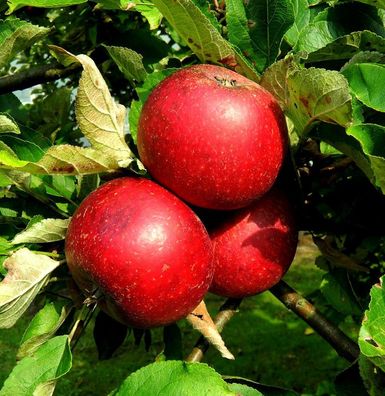 Apfelbaum Rote Sternrenette 60-80cm - fest und süßsäuerlich