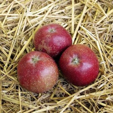 Apfelbaum Roter Eiserapfel 60-80cm - ein Lagerapfel