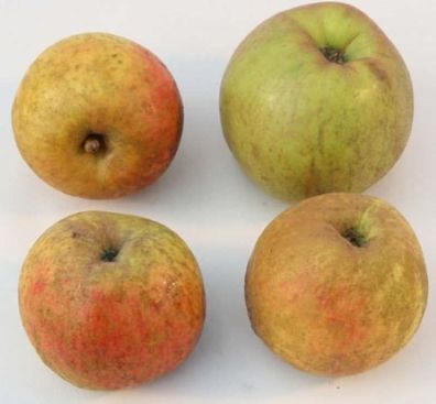 Apfelbaum Schöner aus Boskoop 60-80cm - ein Winterapfel