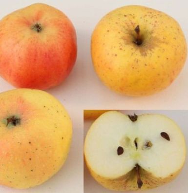 Apfelbaum Stina Lohmann 60-80cm - fest und edel