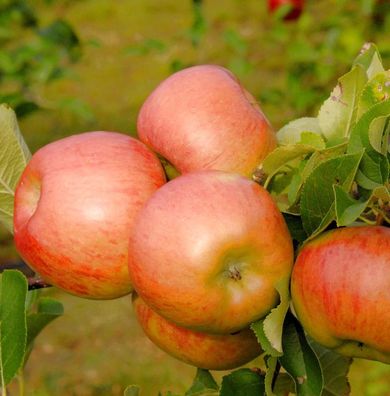 Apfelbaum Topas 60-80cm - süßsauer und feinwürzig