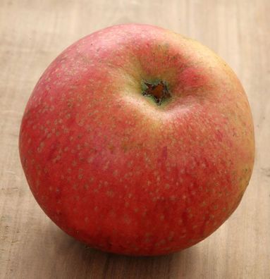 Apfelbaum Wildeshausener Goldrenette 60-80cm - fest und knackig