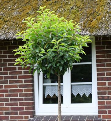Hochstamm Portugiesische Lorbeerkirsche Angustifolia 60-80cm - Prunus lusitanica