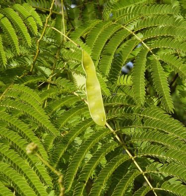 Seidenakazie - Schlafbaum 125-150cm - Albizia julibrissin