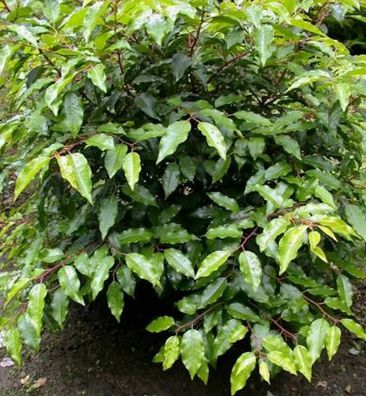 Portugiesische Lorbeerkirsche Angustifolia 80-100cm - Prunus lusitanica
