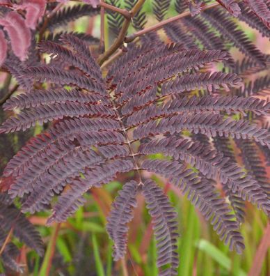 Seidenakazie Chocolate Fountain - Schlafbaum 40-60cm - Albizia julibrissin