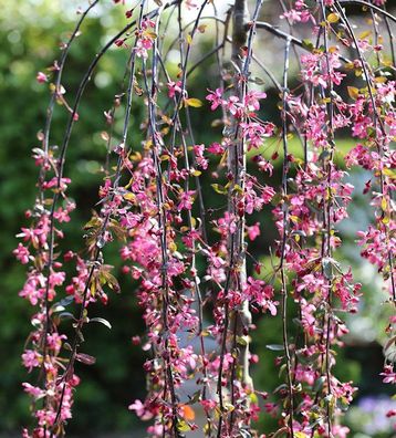 Hochstamm Zierapfel Royal Beauty 100-125cm - Malus Hybride