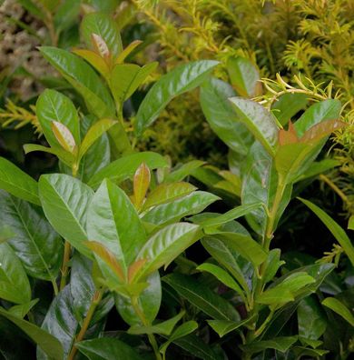 Hochstamm Kirschlorbeer Bonaparte 80-100cm - Prunus laurocerasus