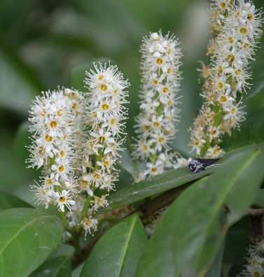 Hochstamm Kirschlorbeer Miniredia® 80-100cm - Prunus laurocerasus