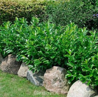 Kaukasische Lorbeerkirsche 100-125cm - Prunus laurocerasus