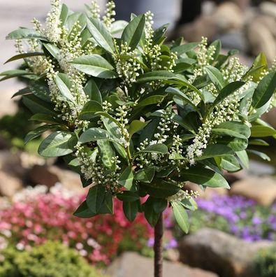 Hochstamm Zwerglorbeerkirsche Piri 80-100cm - Prunus laurocerasus