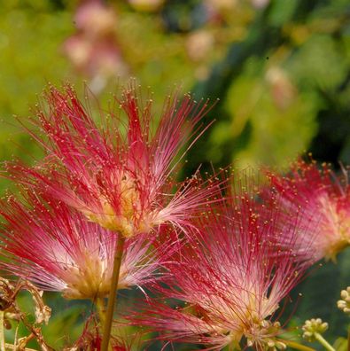 Seidenakazie Tropical Dream - Schlafbaum 80-100cm - Albizia julibrissin