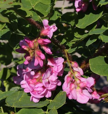 Borstenakazie Macrophylla 100-125cm - Robinia hispida