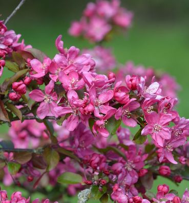 Zierapfel Eleyi 125-150cm - Malus Hybride