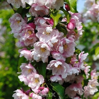 Zierapfel Van Eseltine 100-125cm - Malus Hybride