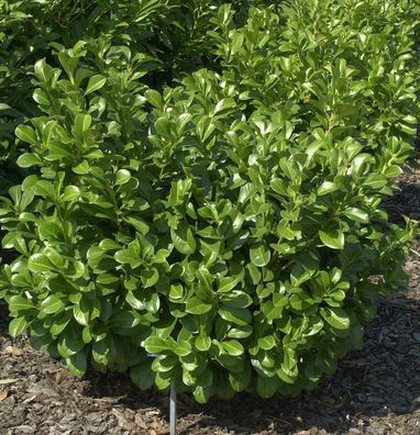 Lorbeerkirsche Etna® 125-150cm - Prunus laurocerasus