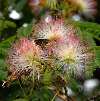Seidenakazie Ombrella - Schlafbaum 125-150cm - Albizia julibrissin