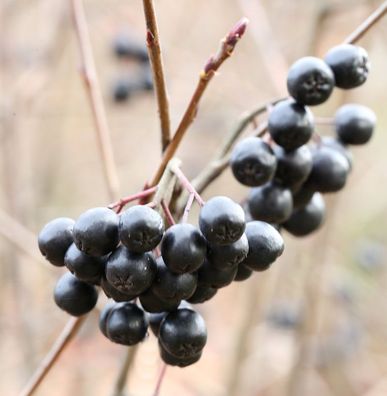 Apfelbeere Viking 30-40cm - Aronia melanocarpa