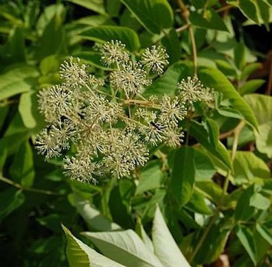 Kalifornische Aralie - Aralia californica