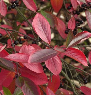 Apfelbeere Autumn Magic 40-60cm - Aronia melanocarpa