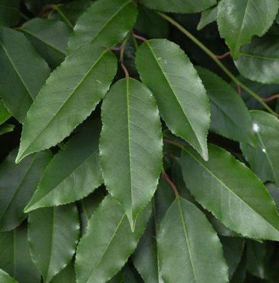 Portugiesische Lorbeerkirsche 80-100cm - Prunus lusitanica