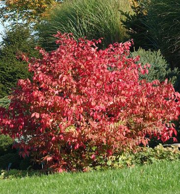 Flügel Spindelstrauch Korkflügelstrauch 30-40cm - Euonymus alatus