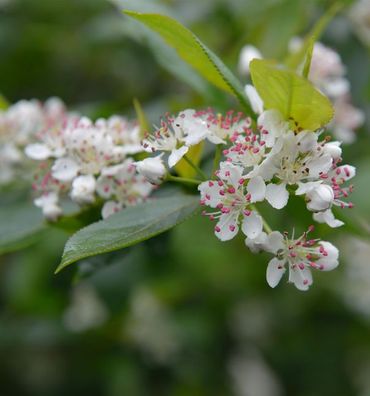 Apfelbeere 100-125cm - Aronia melanocarpa
