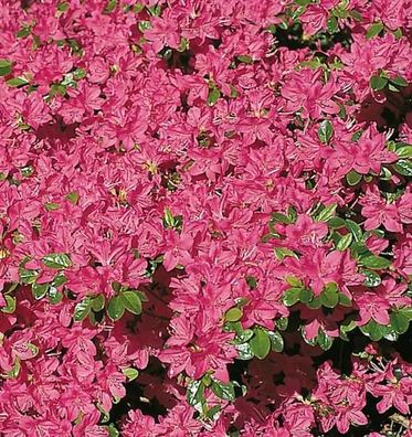 Japanische Azalee Kermesina 15-20cm - Rhododendron obtusum - Zwerg Alpenrose