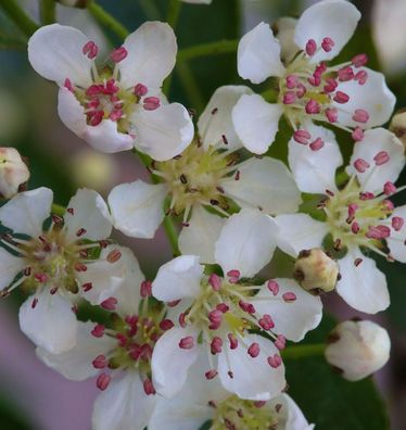 Hochstamm Apfelbeere Hugin 80-100cm - Aronia melanocarpa