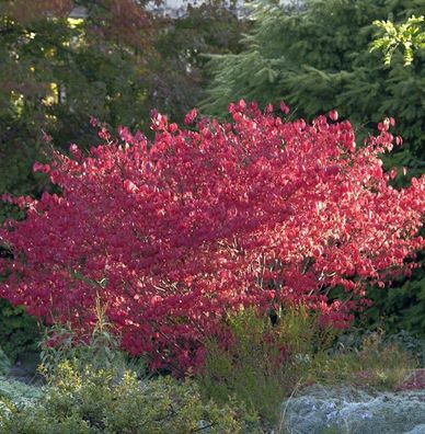 Korkflügelstrauch Compactus 60-80cm - Euonymus alatus