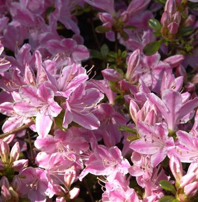 Japanische Azalee Kermesina Rose 15-20cm - Rhododendron obtusum - Alpenrose
