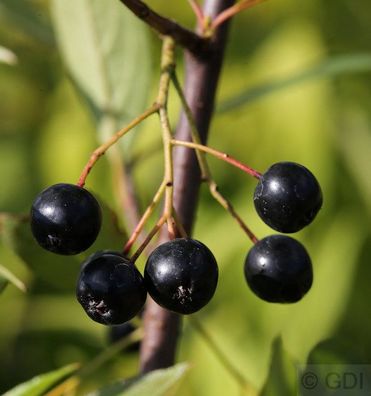 Hochstamm Apfelbeere Nero 100-125cm - Aronia melanocarpa
