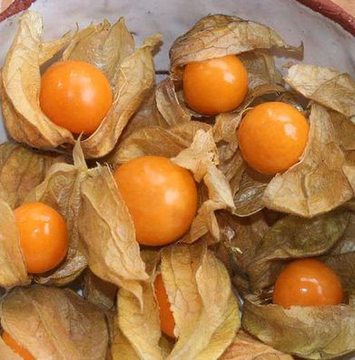 Andenstachelbeere - Physalis peruviana