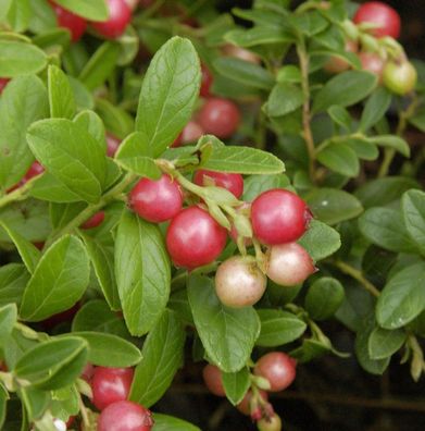 Preiselbeere Koralle 10-15cm - Vaccinium vitis idaea