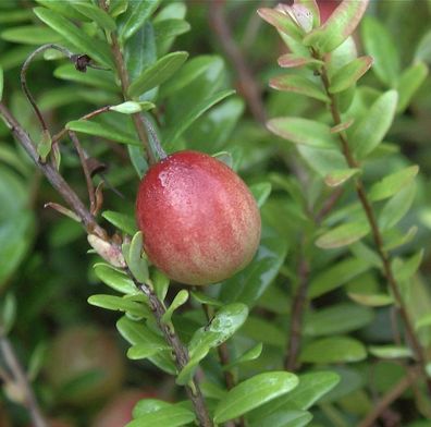 Großfrüchtige Moosbeere Big Pearl 20-30cm - Vaccinium macrocarpon