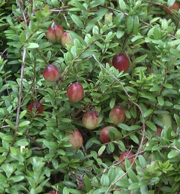 Großfrüchtige Moosbeere 20-25cm - Vaccinium macrocarpon