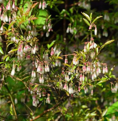 Zier-Heidelbeere 15-20cm - Vaccinium glaucoalbum