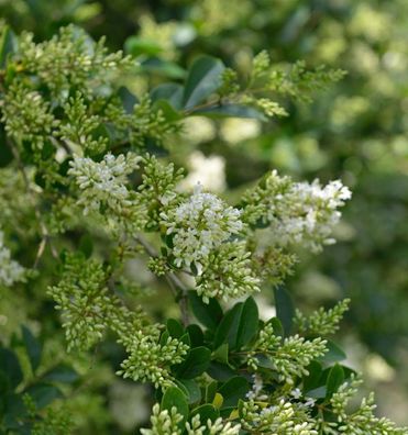 Ovalblättrige Liguster 60-80cm - Ligustrum ovalifolium