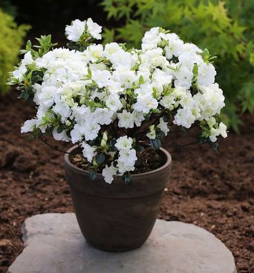 Japanische Azalee Schneewittchen 20-25cm - Rhododendron obtusum - Zwerg Alpenrose