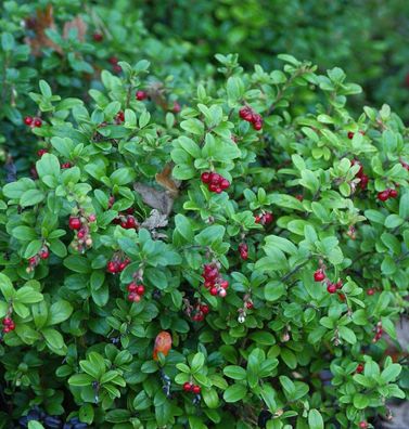 Preiselbeere Fire Balls 20-25cm - Vaccinium vitis idaea